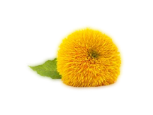 Sonnenblume.png?v=1